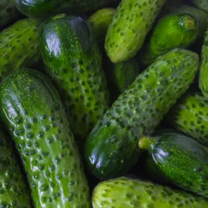 Close-up of fresh pickling cucumbers