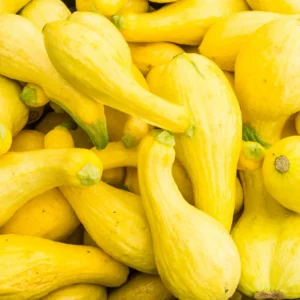 Pile of yellow summer squashes