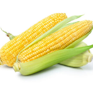 Fresh yellow corn cobs with green husks